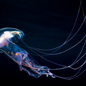 Consultation - available in 30 min. time slots and 1 hour (can be extended by request)